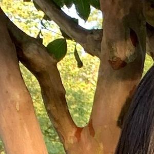 Meet your Posher, Binal